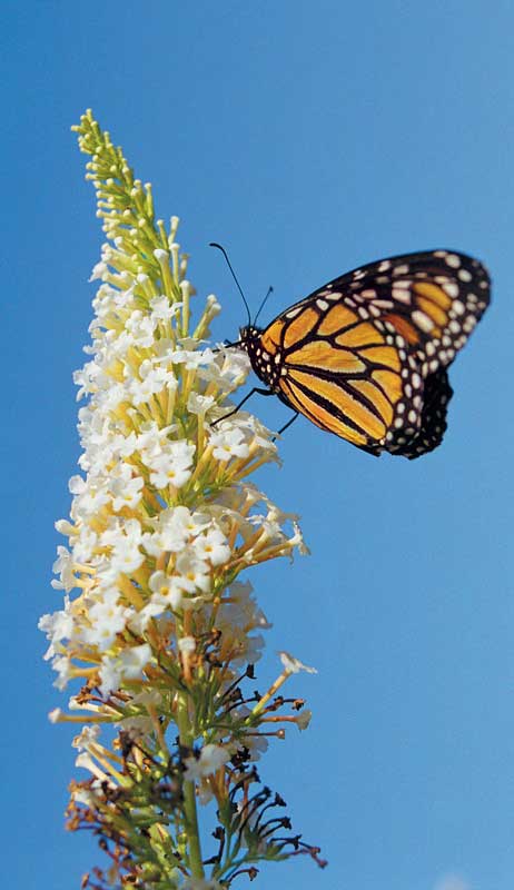 monarch-butterfly-sky
